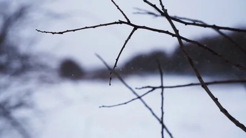 Tenderness in winter. tree branches close up Stock Footage 120301031