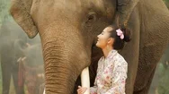 Tenderness Of Young Attractive Asian Woman In Traditional Costume With Elephant. Stock Footage
