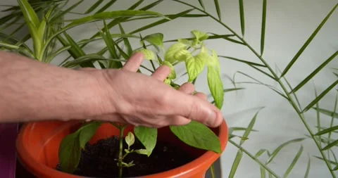Tending the Lush Flora: Vídeos de archivo 331536493