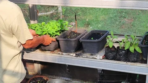 Tending a nursery Stock Footage 343540275
