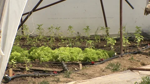 Tending seedlings in nursery Stock-Footage 39674550