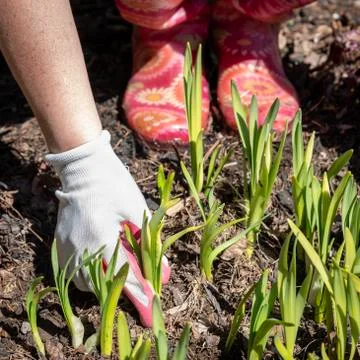 Tending sprouting daffodils on a sunny spring afternoon. Stock Photos