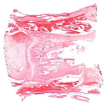 Tendon, a piece of sinew section, HE stain, 20X light micrograph Stock Photos