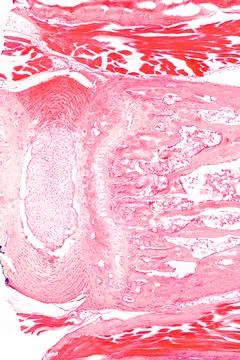 Tendon, piece of sinew section, HE stain, 20X light micrograph Stock Photos