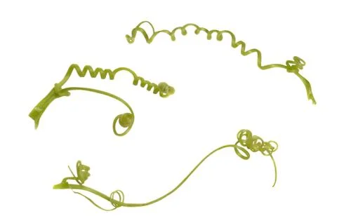 Tendril from courgette Stock Photos
