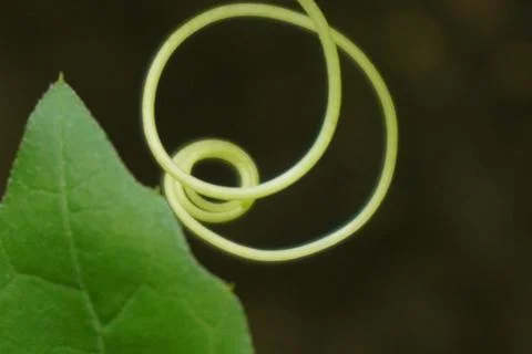 Tendril of a grapevine curls gracefully, supporting climbing stems with strength Stock Photos