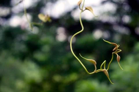 Tendril Stock Photos