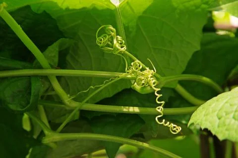 Tendrils of vine vegetable in cucurbits Stock Photos