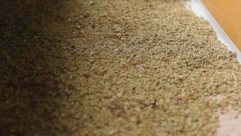 Tenebrio Molitor or ferase larvae. Stock Footage 272284571