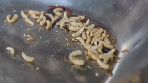 Tenebrio Molitor or ferase larvae. Stock Footage 272284572