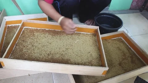 Tenebrio Molitor or ferase larvae. Stock Footage 272284802