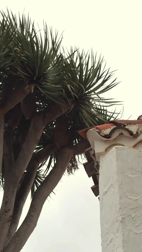 Tenerife 1 Stock Footage 300770067