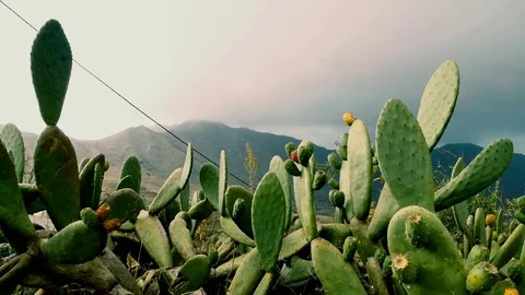 Tenerife, cactus Stock Footage 70968459