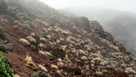 Tenerife Stock Footage 208122204
