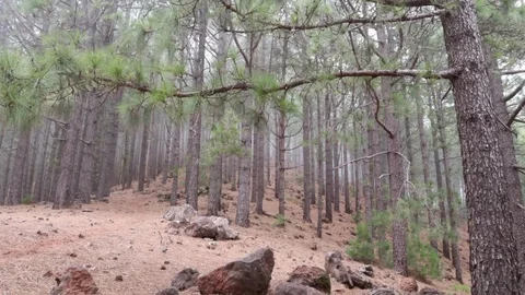 Tenerife Forest Time-Lapse Stock Footage