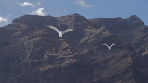 Tenerife Los Gigantes Seagulls 4K Stock Footage