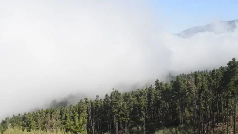 Tenerife mountain forest clouds sunny sky beautiful view 5 Stock Footage 142711853