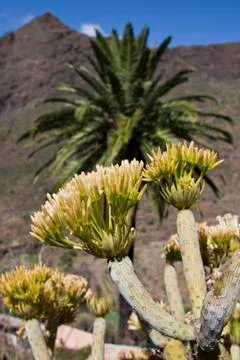 Tenerife Stock Photos