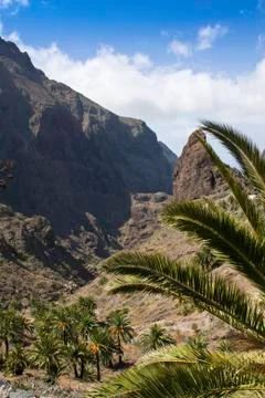 Tenerife Stock Photos