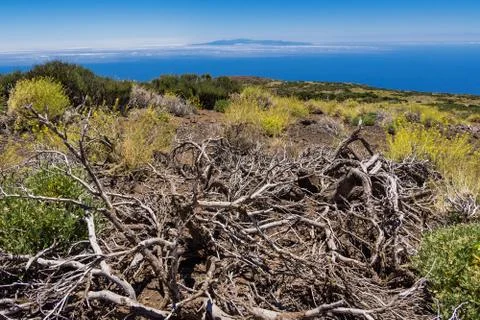 Tenerife Stock Photos