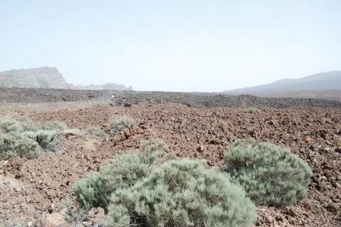 Tenerife Stock Photos