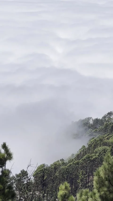 Tenerife pine forests and clouds from Mirador de Chipeque viewpoint Vidéo 334318616