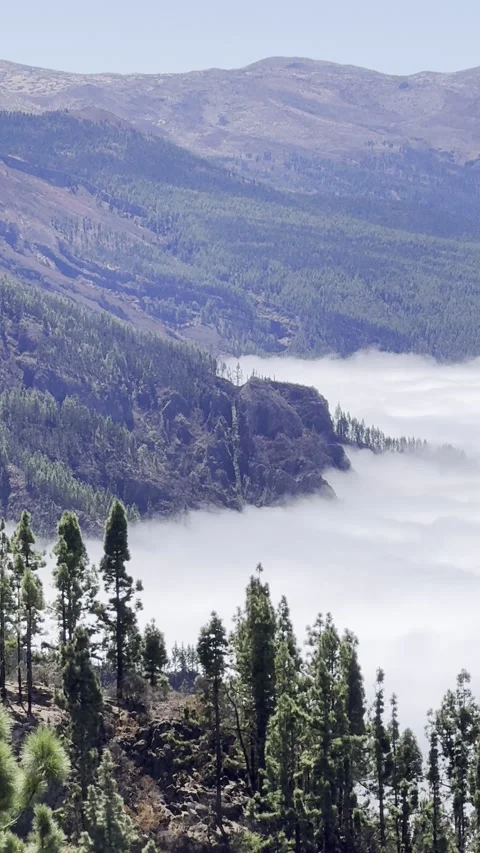 Tenerife pine forests and clouds from Mirador de Chipeque viewpoint Vidéo 334318617