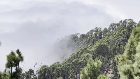 Tenerife pine forests and clouds from Mirador de Chipeque viewpoint Vidéo 334318625