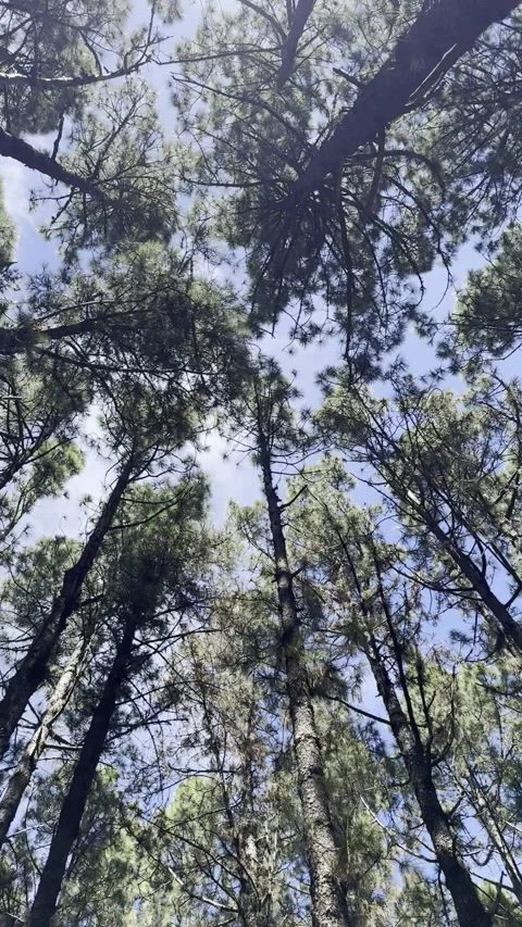 Tenerife tall pine forest canopy near Las Raices Vidéo 334318636