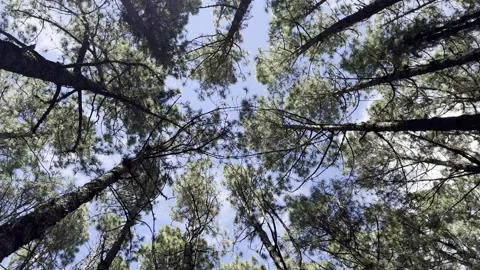 Tenerife tall pine forest canopy near Las Raices Vidéo 334318653