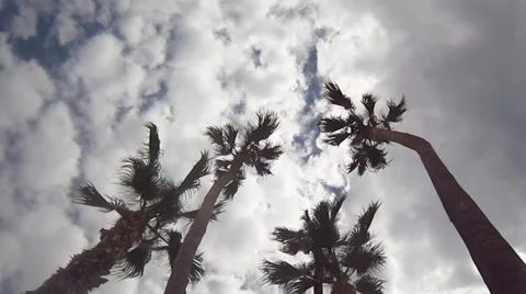 Tenerife - Under The Palms Video stock 43094754