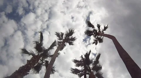 Tenerife - Under The Palms Stock Footage 43094925