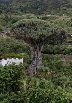 Teneriffa Foto stock