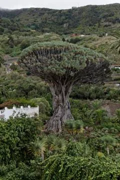 Teneriffa Foto stock