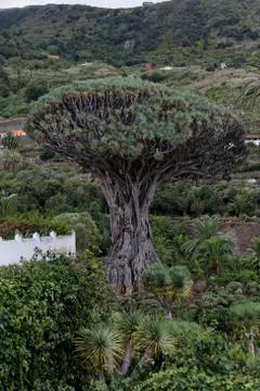 Teneriffa Foto stock