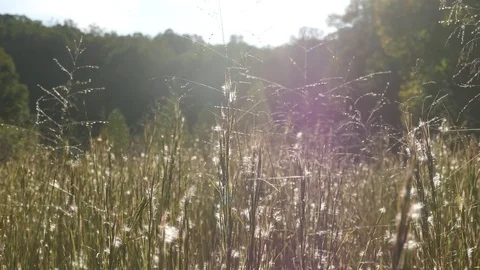 Tennessee Grain Field #2 Stock Footage 82869916