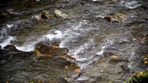 Tennessee Stream Flow Stock Footage 144854850