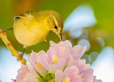 Tennessee warbler drinking nectar from pink flowers Stock Photos