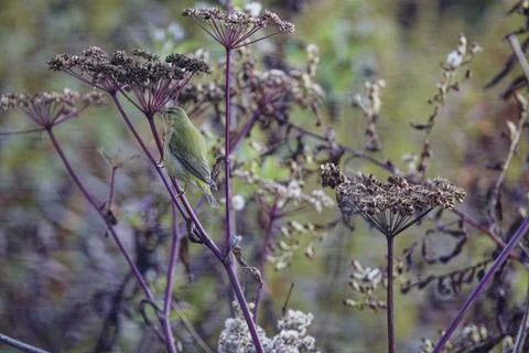 Tennessee Warbler Stock Photos