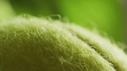 Tennis ball close up Stock Footage 131817700