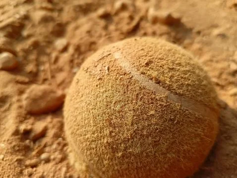 Tennis ball on muddy surface  Stock Photos