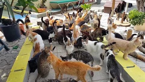 Tens of cats in a shelter Stock Footage