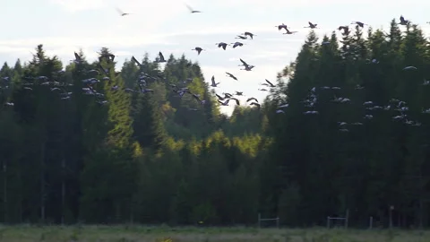 Tens of flying common cranes (grus grus) landing to marsh at forest edge in D Stock Footage 195344905
