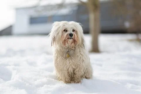 Tense Havanese Stock Photos