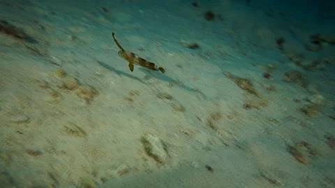 Tense's Juvenile Fish Stock Footage 332815668