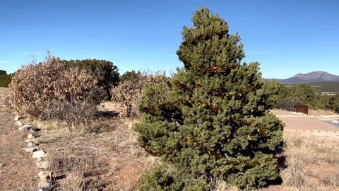Tensil Decorated Pine Tree Outside Stock Footage 146161604