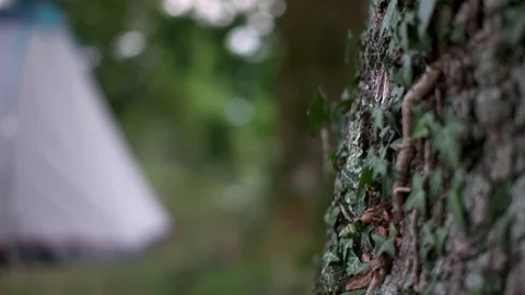 Tent and tree bark Stock Footage 83810751