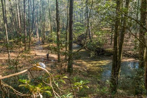 Tent camping in the forest Stock Photos