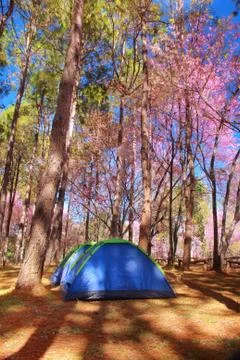 Tent camping Stock Photos