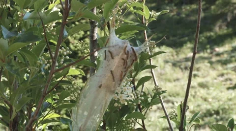 Tent Caterpillar Stock Footage 2623905